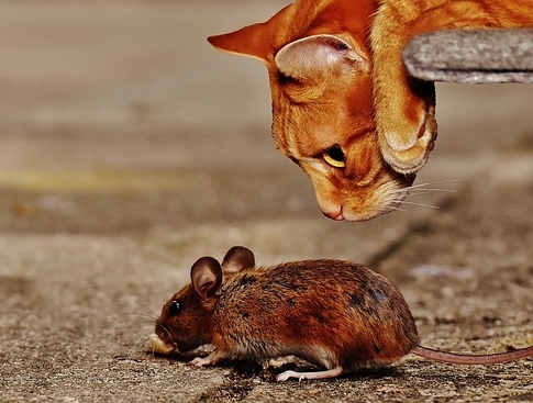 Katze-Maus