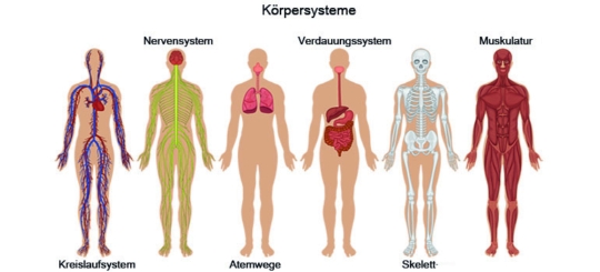 Körpersysteme