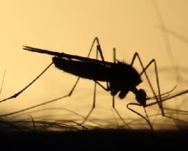 Genmanipulation – Insekten als besonderer Risikofaktor